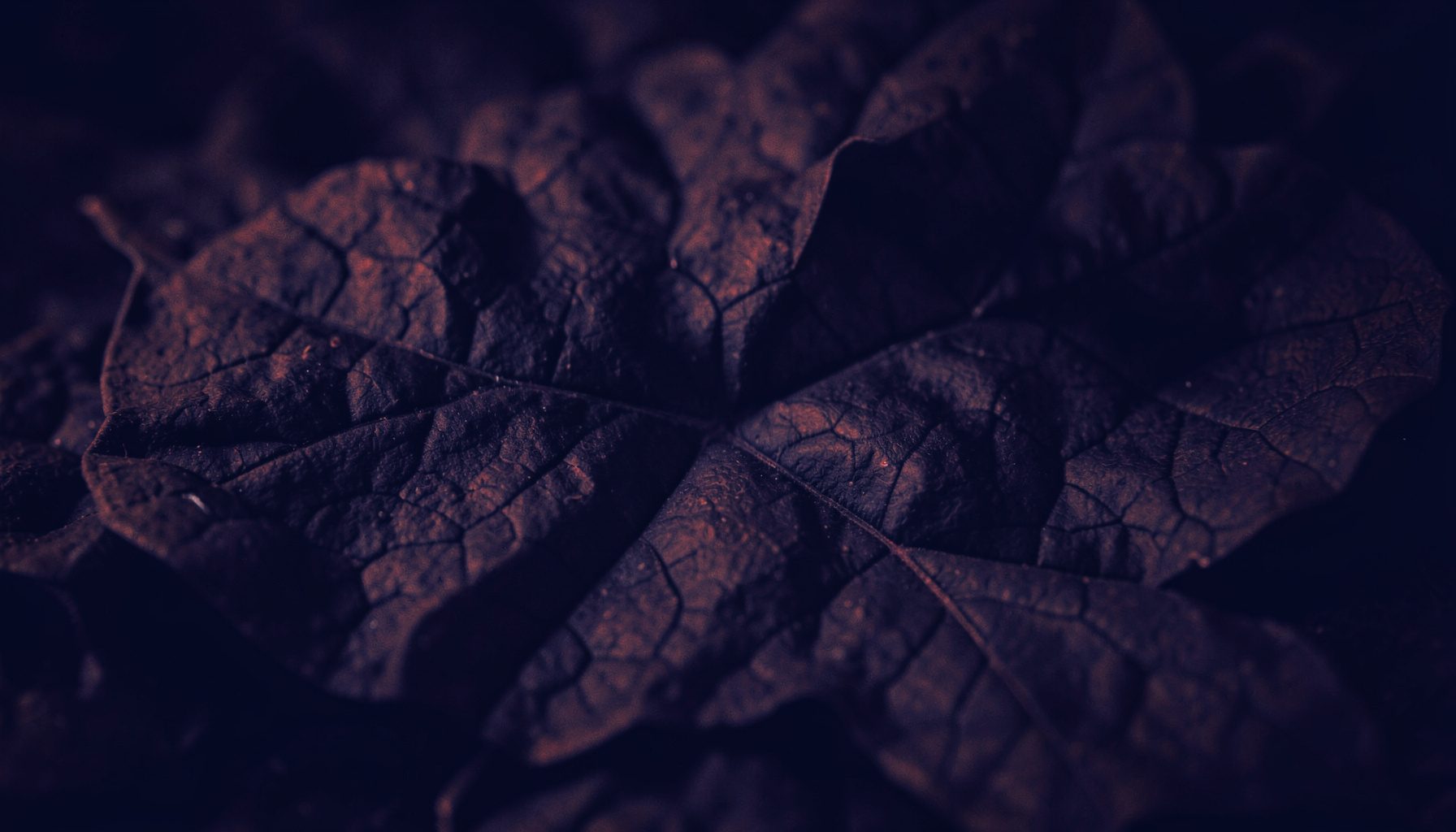 A dark atmospheric duotone photograph in deep navy and muted crimson tones, showing a textured tobacco leaf surface with soft shadows and a moody, premium feel.