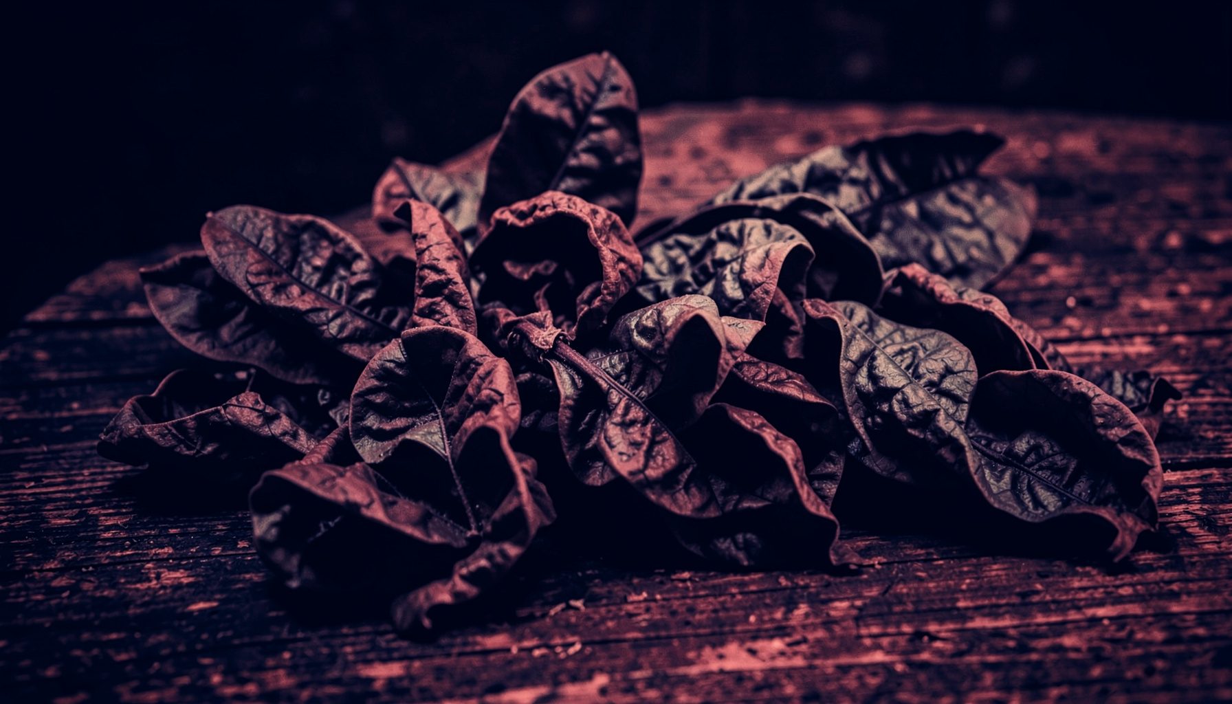Dark atmospheric photograph of tobacco leaves arranged on a rustic wooden surface, deep browns and muted greens against shadow, rendered as a hard two-tone duotone in deep navy and crimson.